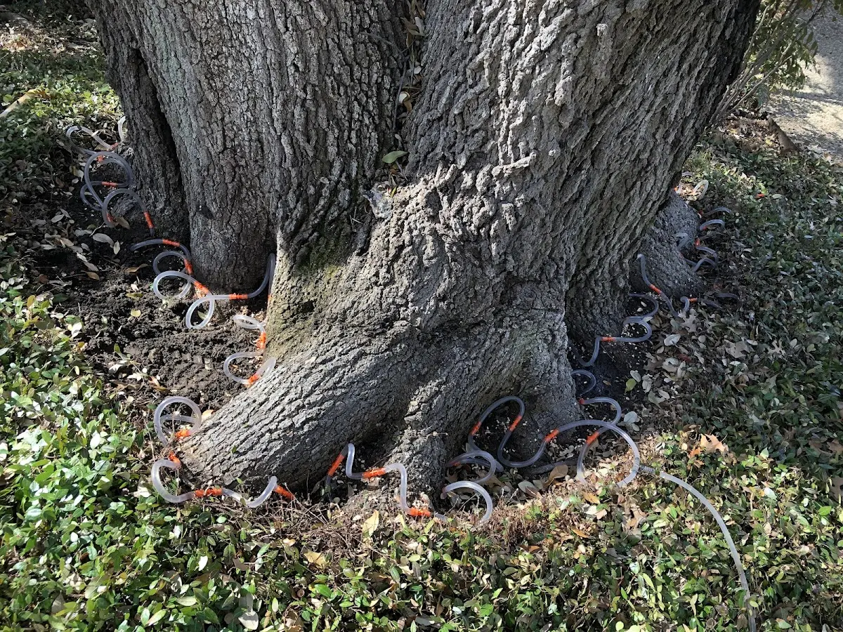 Detailed Tree Cabling and Bracing job site in Campbell Hill