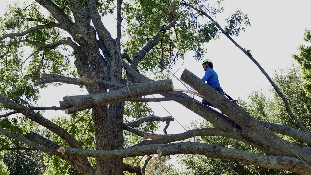 Professional Hazardous Tree Removal performed by certified arborists in Campbell Hill