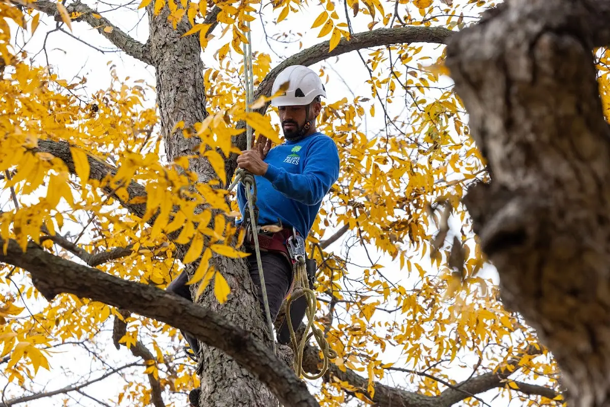 Skilled Tree Pruning crew working in Campbell Hill
